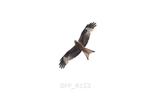 BPP_4153