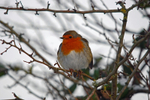 Robin