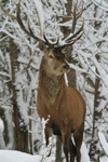 The Stag in the Snow