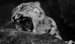 Snow Leopard