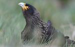 Striated Caracara
