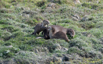 Otters family