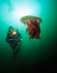 Cyanea capillata alongside a diver