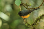 Slate-throated Redstart, Costa Rica