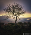 Treescape