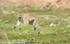 Male vervet monkey jumping