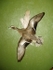 BREDA WIDGEON
