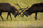Locking Antlers!