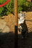 Amur Tiger - Taiga