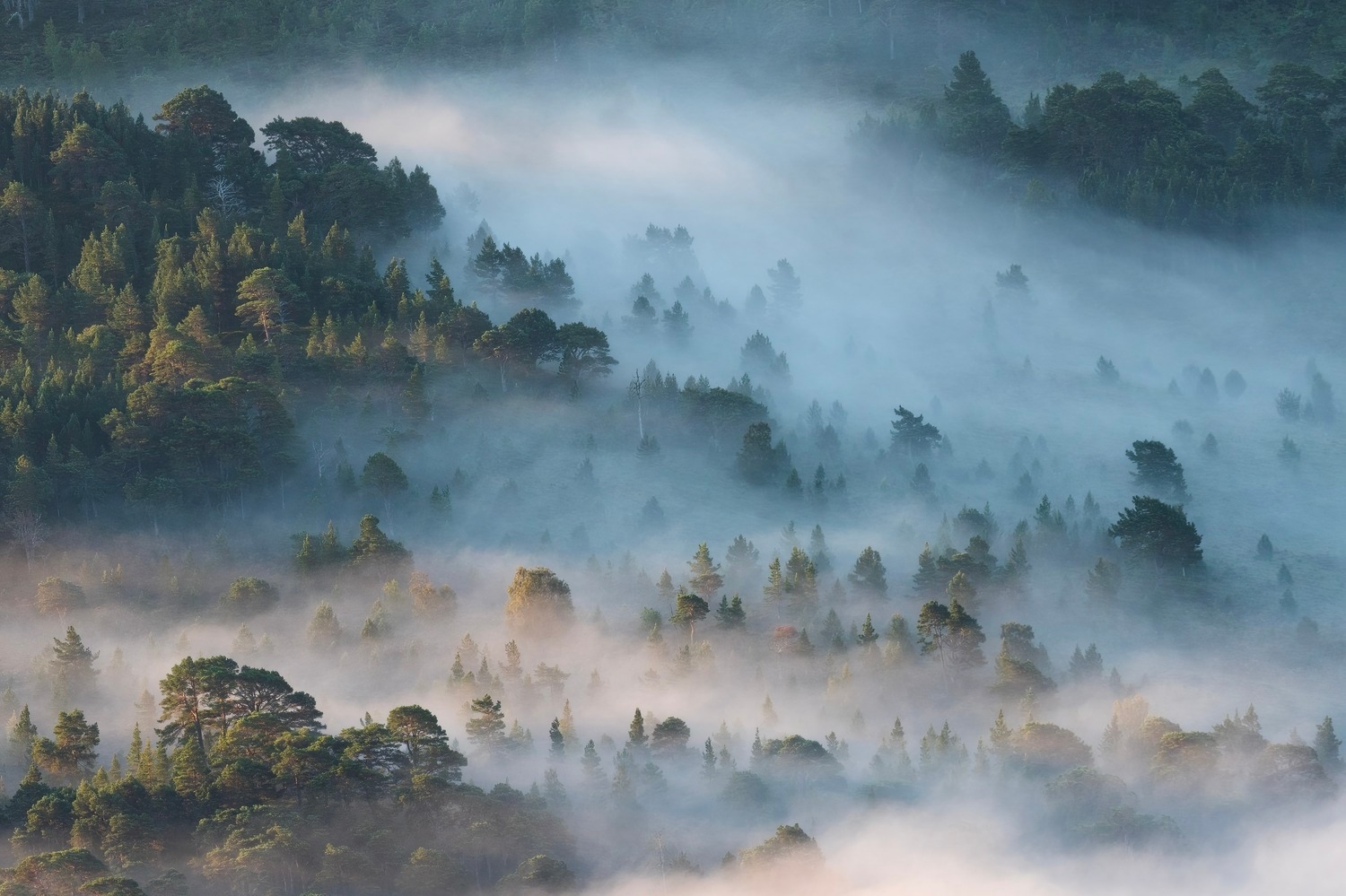 Treetops catching the morning light above a low lying mist. This photograph may evoke a calming feeling but the exper…