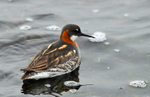 Red-necked Phalarope