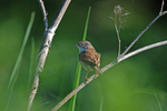 Common Whitethroat