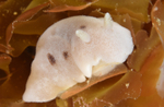 Jorunna tomentosa