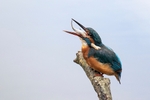 Kingfisher Alcedo Atthis027