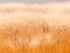 November Meadow--Bug Farm