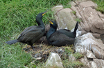 Shags and chicks