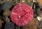 Capnea sanguinea