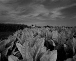 AMISH TOBACCO FARM