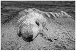 Marram Grass Whiskers