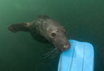Grey Seal - Halichoerus grypus