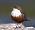 Dipper
