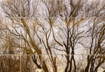 Window reflections (4)