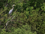 Great Blue Heron, Blue Cypress Lake, Florida