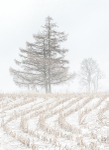 BLOW - NORFOLK COUNTY