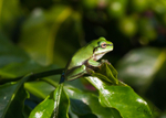 Frog on Leaf 1