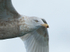 Glaucous Gull (third-winter) close-up, Grundarfjörður, Icleand
