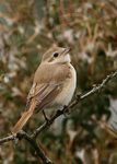 Shrikes portfolio