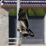 Booted Eagle (Aquila pennata)