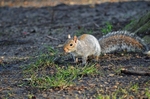 Grey Squirrel