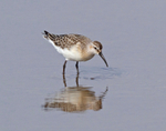 Curlew Sandpiper - Calidris ferruginea