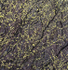 Spicebush--Norfolk County