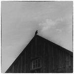 CROW - COOPERSTOWN, NY