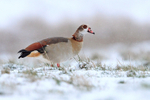 Egyptian Goose portfolio
