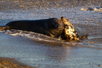 Grey Seals During The Moult
