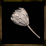 Fennel