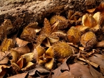 Beech Mast