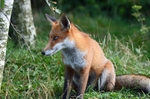 Red Fox