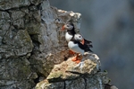 Puffins