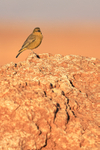 Greenish Yellow-Finch on rock, Moon Valley, Atacama Desert, Chile