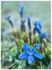 Gentian in the Evening Shade! The Burren, Co Clare