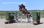 BPP_3295