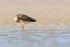 Greater Yellowlegs scratching, Florida
