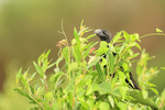 Smooth-billed Ani portfolio