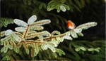 Robin ,Sitka spruce