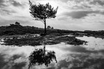 Rockford Reflection