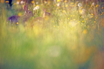 Rabbit_ AGTO 149